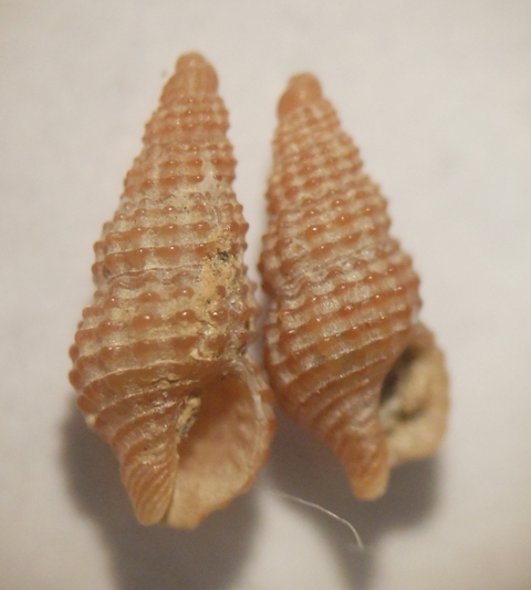 Chauvetia turritellata?